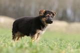 BERGER ALLEMAND 1123